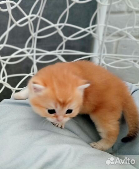 Британцы в роскошном золотом окрасе