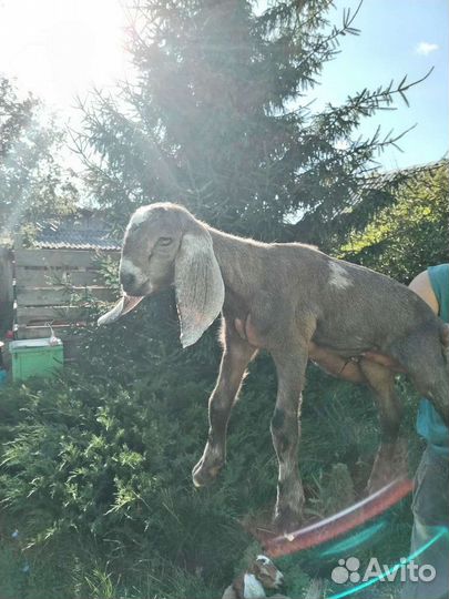 Коза нубийская