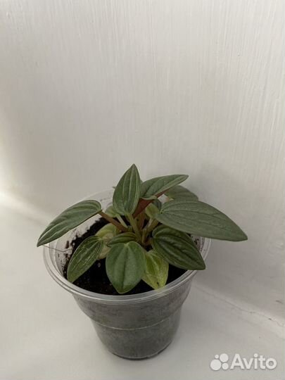 Пеперомия Россо,Лилиан,Серебр,Арбузная,Рэд Лог