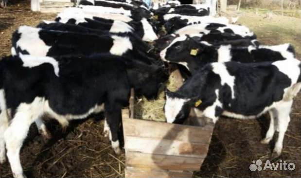 Бычки и телочки