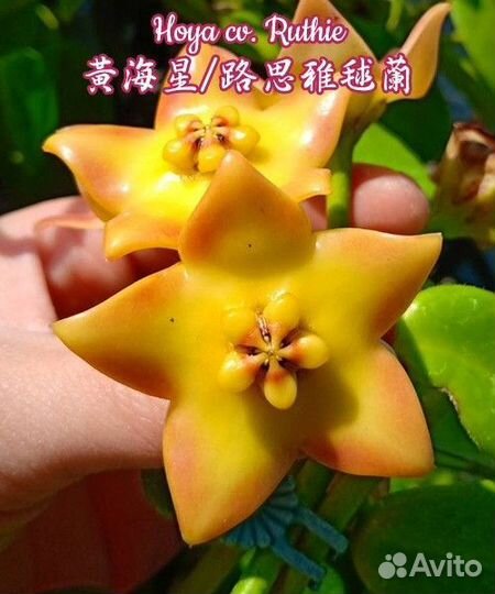 Хойя Руфи ruthie