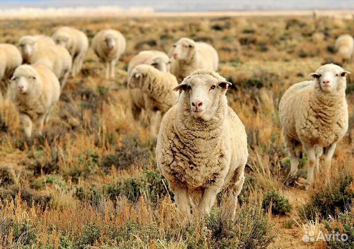 Овцы ягнята оптом