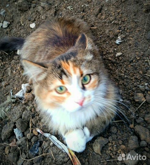 Заберите кошечку с улицы