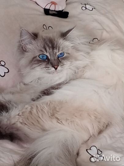 Котята Невские маскарадные