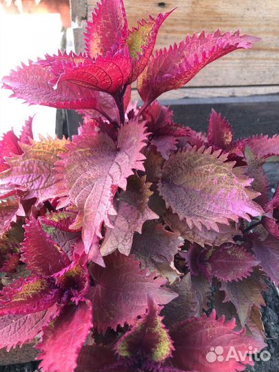 Колеусы 1 альбом