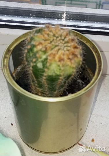 Кактусы и суккуленты
