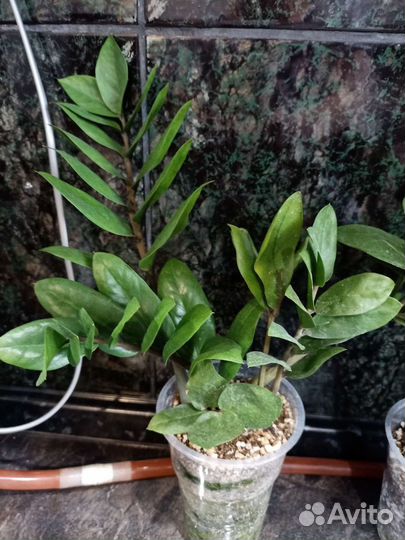 Замиокулькас