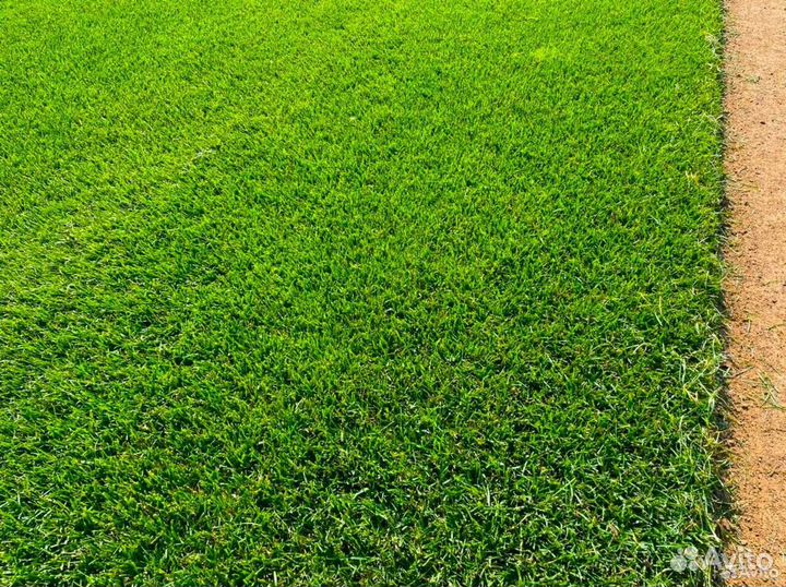 Рулонный газон для нашего климата