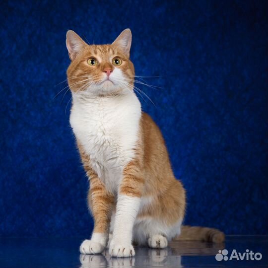 Отдам рыжего кота в добрые руки