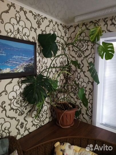 Комнатные цветы