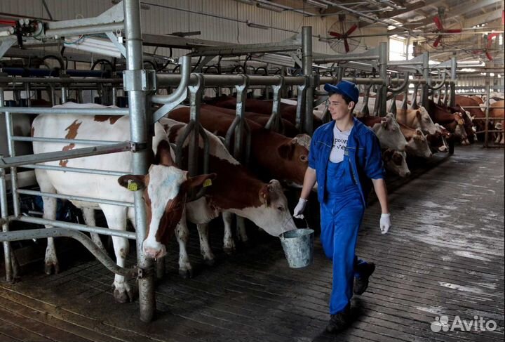 Разнорабочий без опыта с проживанием