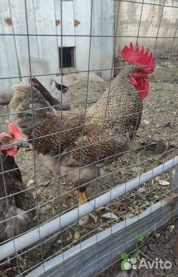 Петух доминант