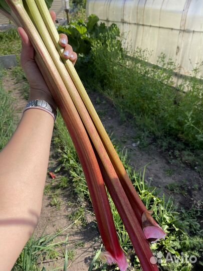 Ревень клубничный