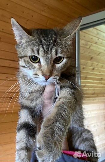 Коты подростки ищут дом