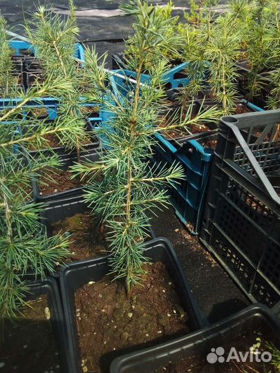 Кедр Ливанский