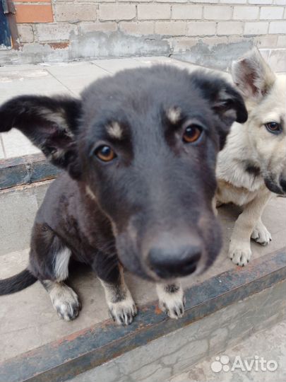 Собака дворняжка щенок