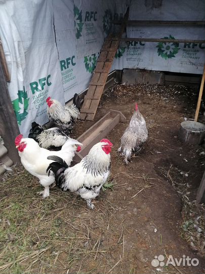 Петухи породистые