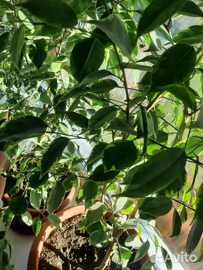 Фикус бенджамина