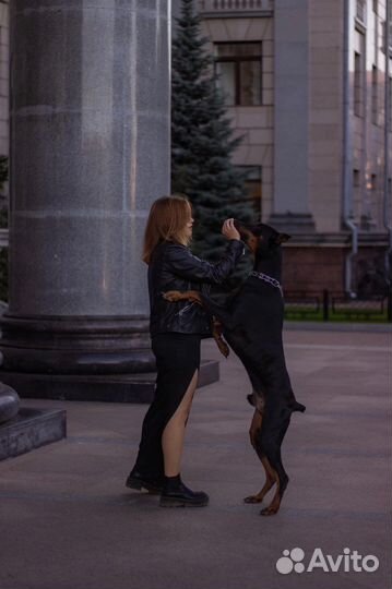 Доберман для фотосессии