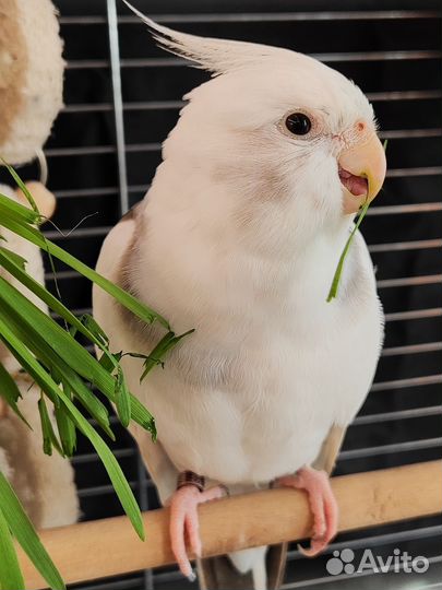 Попугай Корелла