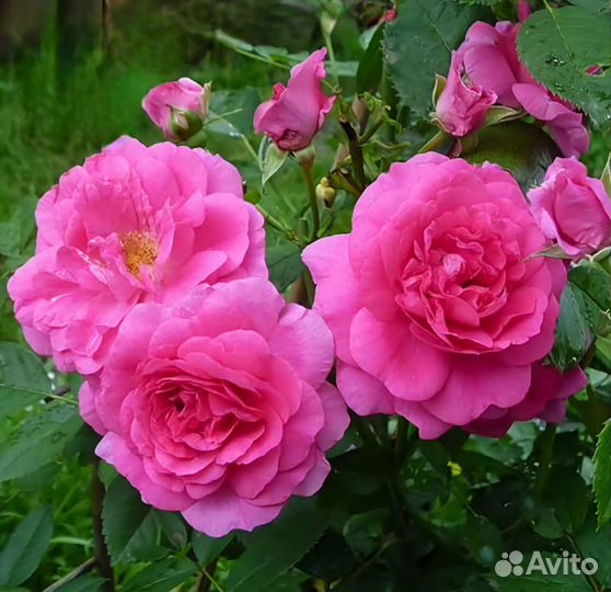 Саженцы роз окс на осень