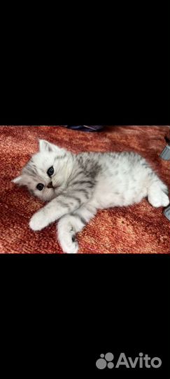 Шотландская шиншилла кошечка