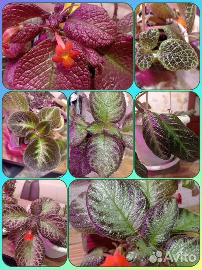 Эписции много сортов