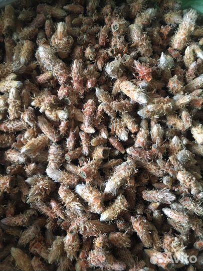 Сосновые почки сухие