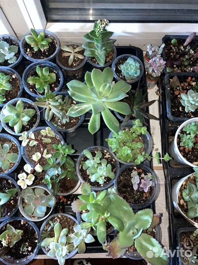 Флорариум суккуленты