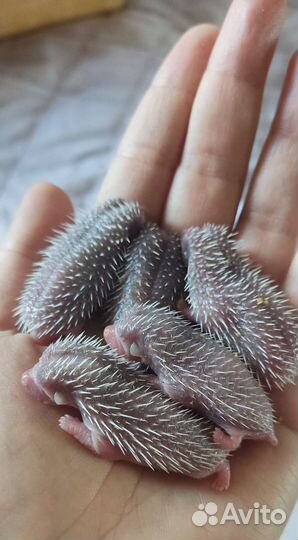 Африканский ёжик