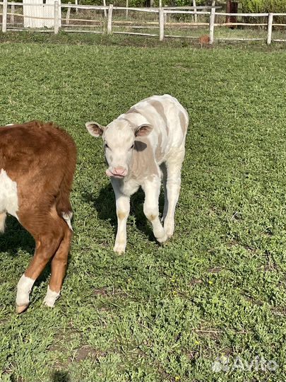 Быки телята