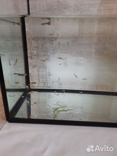 Аквариумные рыбки