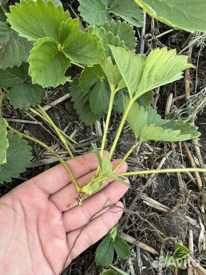 Усы клубники Брилла