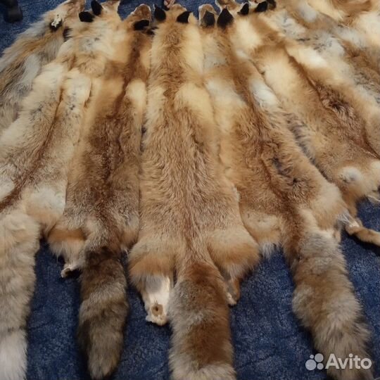 Продам шкуры лис