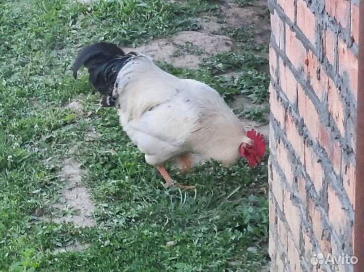 Петухи