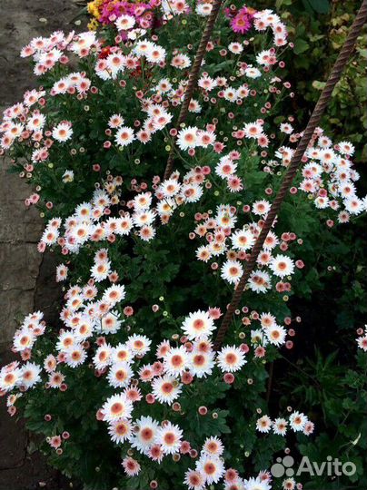 Хризантемы мультифлора, корейские