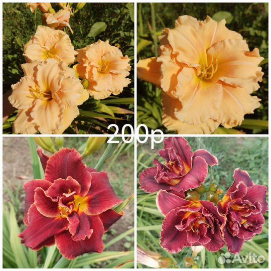 Многолетники, комнатные цветы