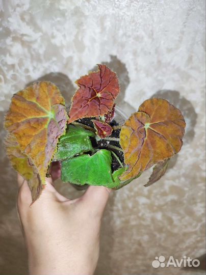 Бегония Аутум Эмбер