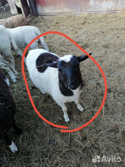 Бараны Дорпер