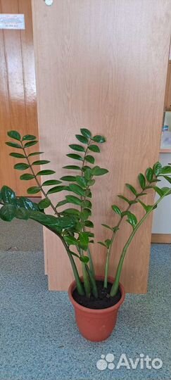 Замиокулькас