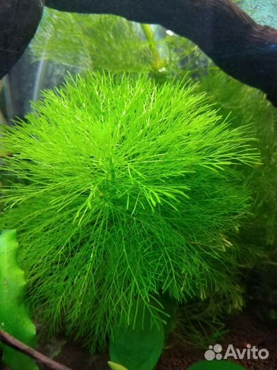 Пистия и другие аквариумные растения