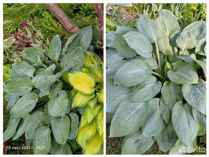 Хосты сортовые