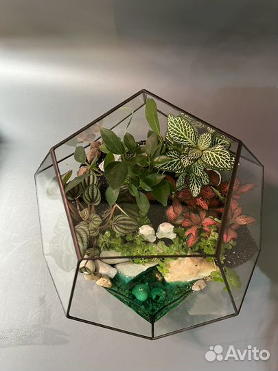 Флорариум коты медитирующие под бонсаем