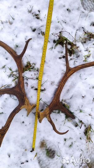 Рога оленя северного