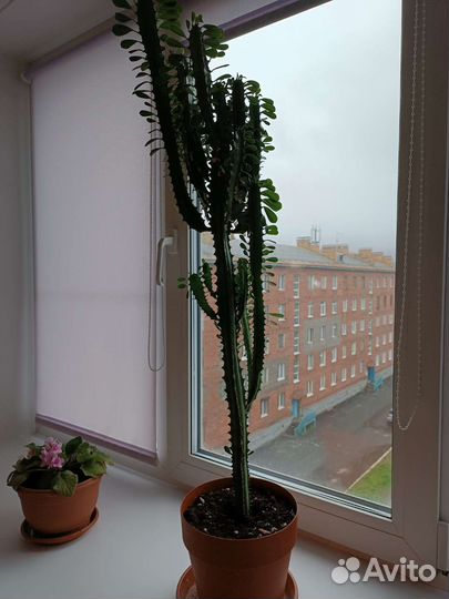 Комнатные цветы бесплатно