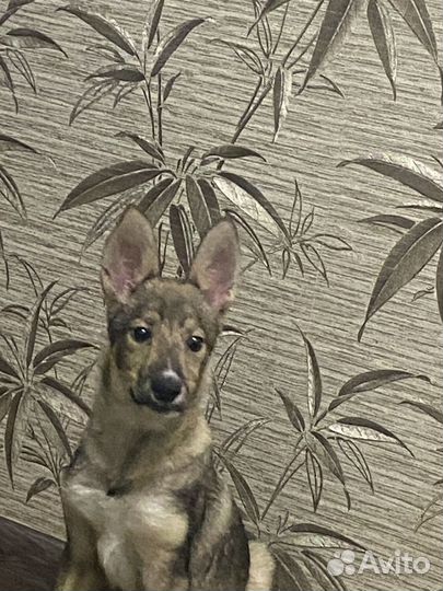 Отдам собаку в добрые руки