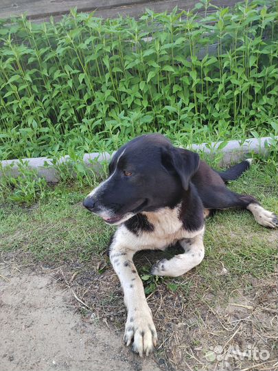 Собака в добрые руки отдам бесплатно