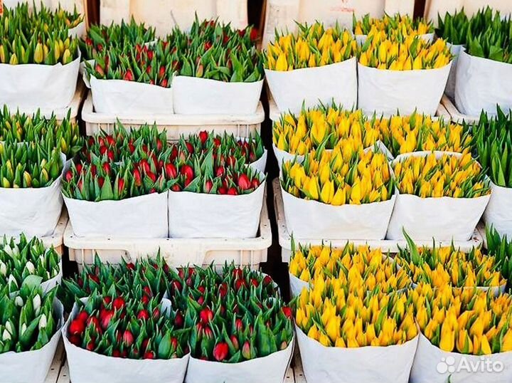 Тюльпаны оптом в наличии