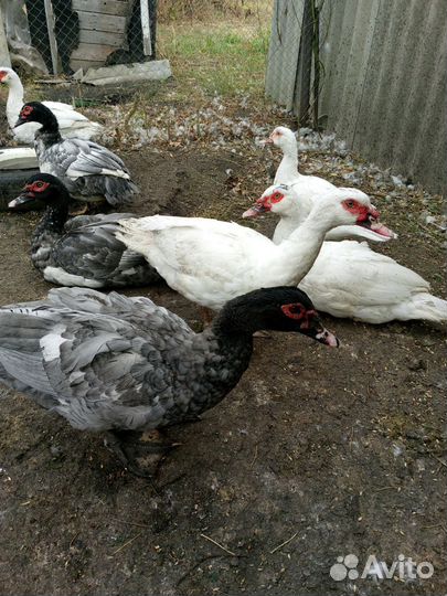 Мускусные Селезни, тяжелые линии