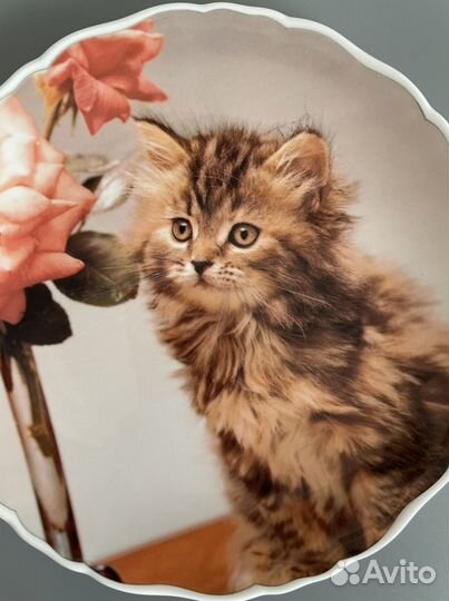 Royal Albert,фарфоровые тарелки,Англия